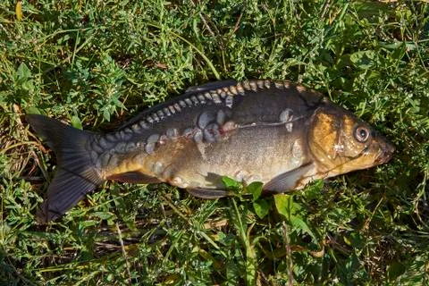 Fish in the grass Stock Photos