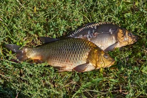 Fish in the grass Stock Photos