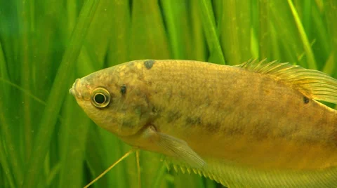 Fish - grass - water Stock Footage 33845493