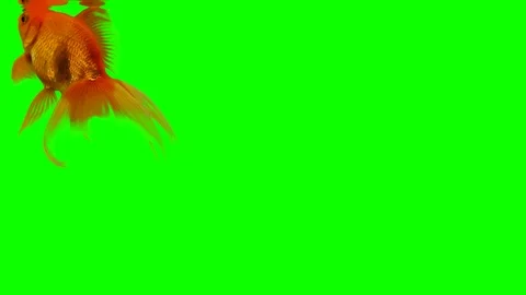 Fish on the green background Video stock 116711832