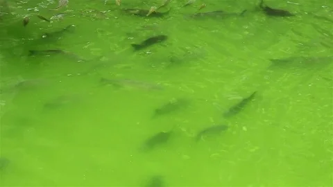 Fish in a green pond 動画素材 72473676