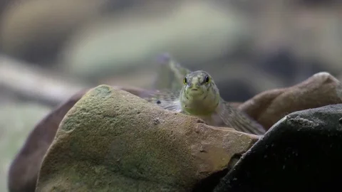 Fish green rainbow darter opens mouth on river bottom swimms away Stock Footage 71191518