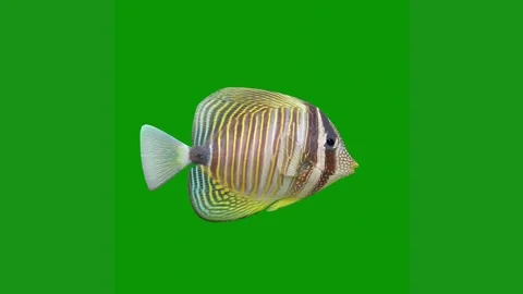 Fish green screen animated chromakey background frame motion composition Video stock 314064883