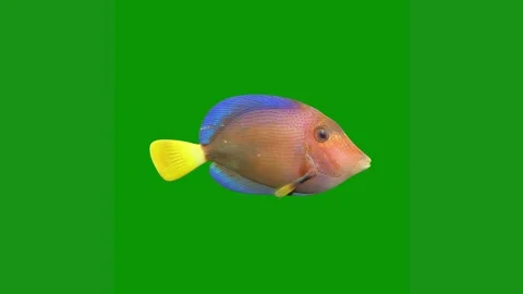 Fish green screen animated chromakey background design cartoonish elements scene Stock Footage 314064892