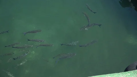 Fish in green water Stock Footage 128349261
