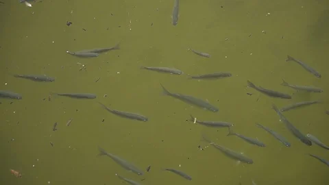 Fish green water Stock Footage 128349524