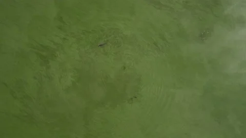 Fish in green water Stock Footage 168006820