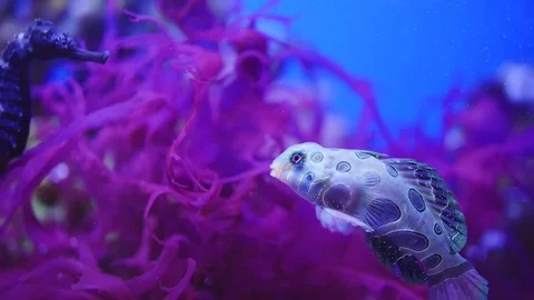 Fish Greeting Stock Footage 83860975