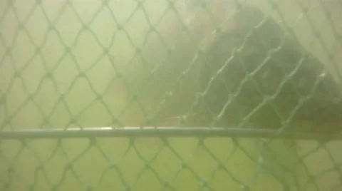 Fish in the grid. 스톡 동영상 64550116