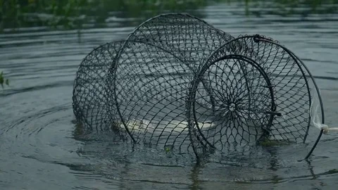 Fish in a grid Stock-Footage 76112806