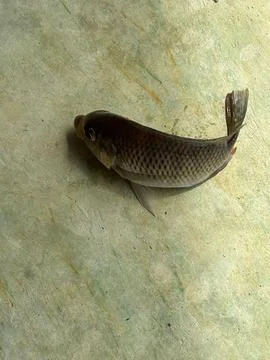 Fish on the ground Stock Photos