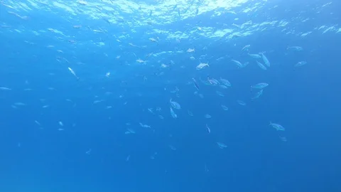 Fish group on blue background Stock Footage 128556529