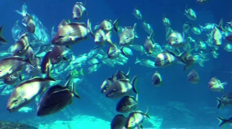 Fish Group  Видео 291448