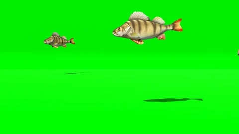 Fish Group Swimming Loop Green Screen Stock Footage 319884881