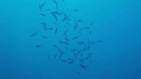 Fish group . Underwater background. Ocean Stock Footage 128610429