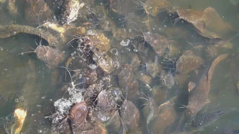Fish group in water of pond for feeding  Vídeos de archivo 168048348