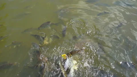 Fish group in water of pond for feeding  動画素材 168048764