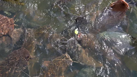 Fish group in water of pond for feeding  動画素材 168048790