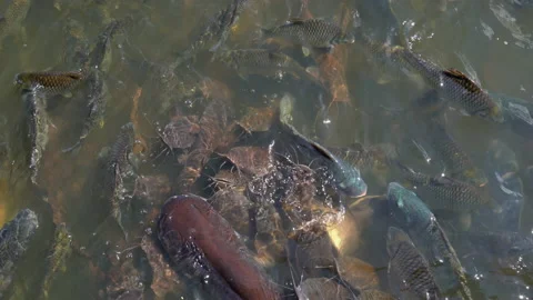 Fish group in water of pond for feeding  Video stock 168049010