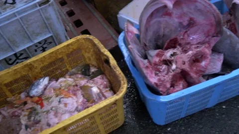 Fish Guts Inside The Biggest Fish Market In Tokyo, Japan Stock Footage 158993987