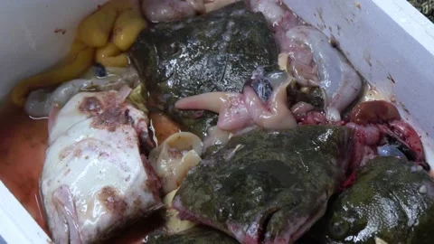 Fish Guts Inside The Biggest Fish Market In Tokyo, Japan Stock Footage 158994583