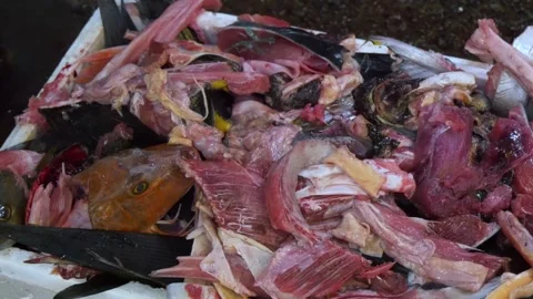 Fish Guts Inside The Biggest Fish Market In Tokyo, Japan Stock Footage 158994593