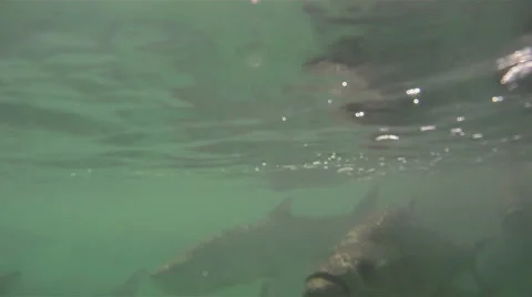 Fish: Hand Feeding Stock Footage 882754