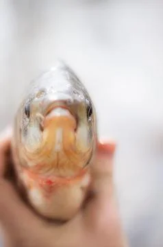 Fish in a hand Foto stock
