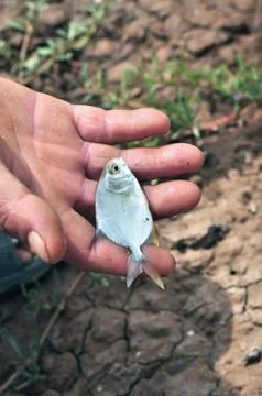 Fish in the hand Stock Photos