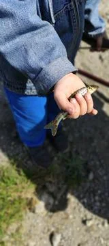 Fish in hand Stock Photos