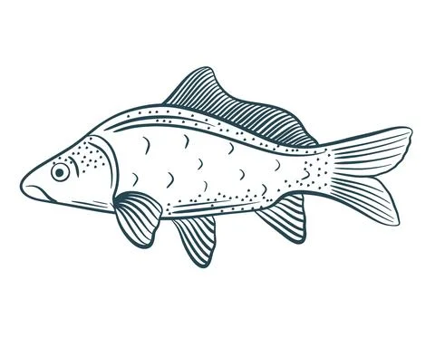 Fish hand sketch vector illustration. Stock Illustration