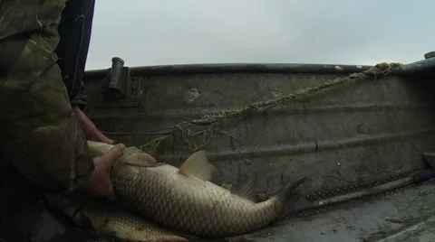 Fish in the hands of Video stock 36756015