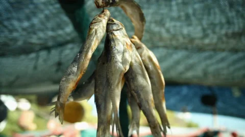 Fish hanging up to dry Stock Footage 27360971