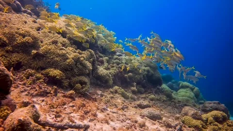 Fish hanging in front of corals Stock Footage 230531114