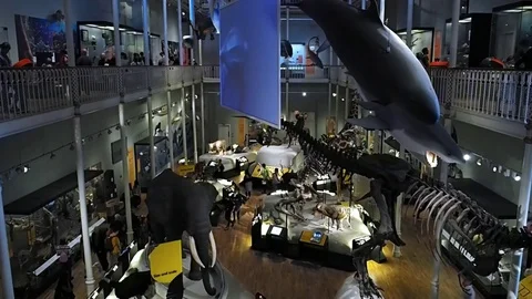 Fish hanging in a museum, Edinburgh Stock Footage 83252697