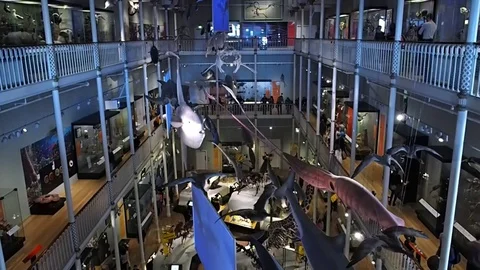 Fish hanging in a museum, Edinburgh 库存影片 83252876