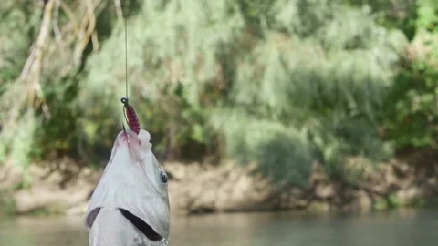 Fish hangs on a fishing hook with a worm against the background of the autum Vídeo Stock 217375762