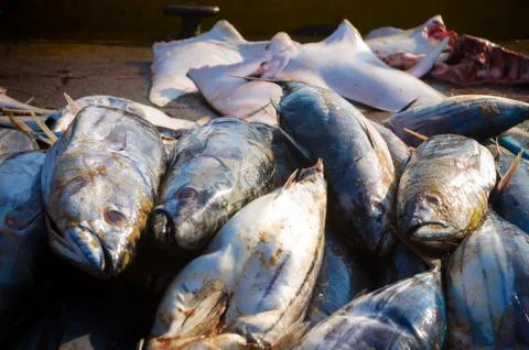Fish in harbour Stock Photos