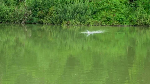 Fish has been caught Stock Footage 112173173