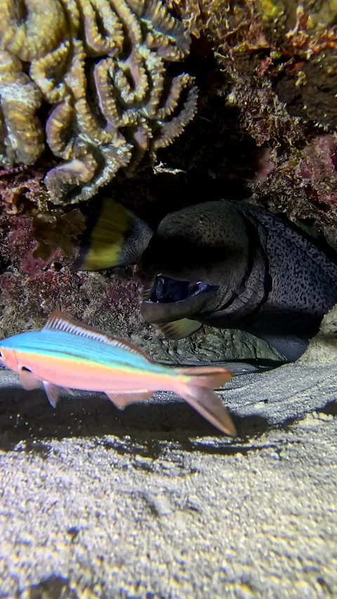 Fish Has a Close Call With Moray Eel, mauritius - 02 May 2025 Stock Footage 308409862