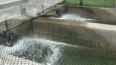 Fish hatchery aeration systems Stock Footage