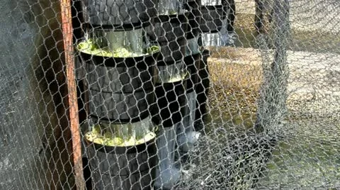 Fish hatchery filtration system; 3 Video stock 12187604