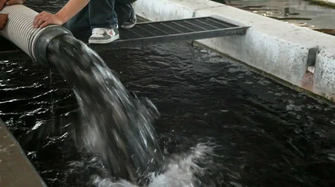 Fish hatchery fish pump P HD 1582 Stock Footage 485989
