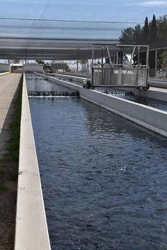 Fish Hatchery Stock Photos