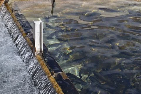 Fish Hatchery Stock Photos