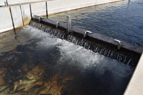 Fish Hatchery Stock Photos