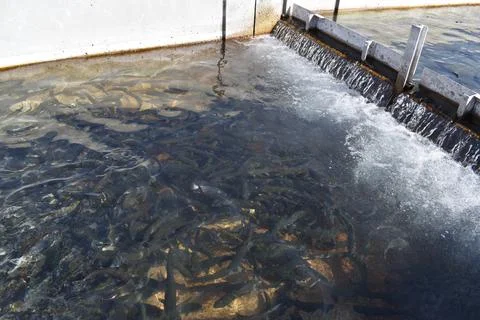 Fish Hatchery Stock Photos