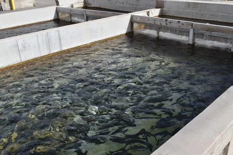Fish Hatchery Stock Photos