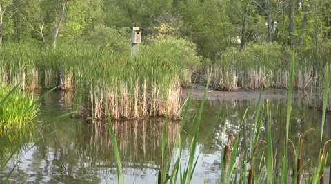 Fish hatchery in a small marsh Stock Footage 52224098
