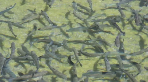 Fish hatchery trout Stock Footage